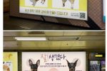 충격적인 지하철 강아지 성형광고