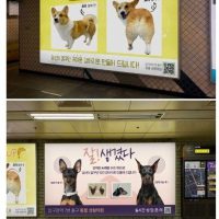 충격적인 지하철 강아지 성형광고