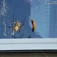 거미 vs 말벌