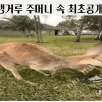 캥거루쥐 주머니 속 최초공개