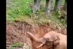 포크레인으로 웅덩이에 빠진 아기코끼리 구해주기