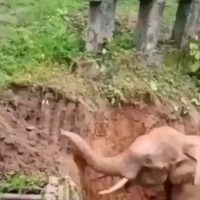 포크레인으로 웅덩이에 빠진 아기코끼리 구해주기