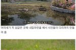 서울 도심 속 작은연못에서 자라는 새끼오리 8마리의 성장기
