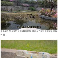 서울 도심 속 작은연못에서 자라는 새끼오리 8마리의 성장기
