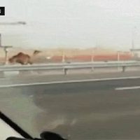 고속도로에서 낙타 놓쳤을때 대처법.gif