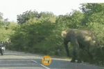 도로에까지 나가 도움을 청한 엄마 코끼리