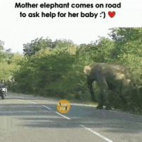 도로에까지 나가 도움을 청한 엄마 코끼리