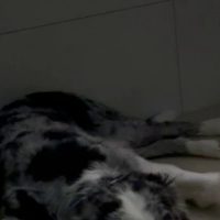(SOUND)잠들고있는 보더콜리 영상