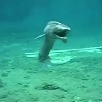 (SOUND)8천만년 전  상어가 발견