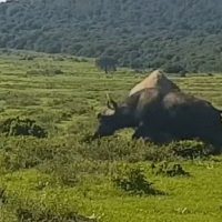 코뿔소 vs 물소