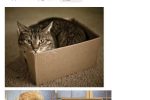 싱글벙글 고양이과 동물들의 박스사랑.jpg