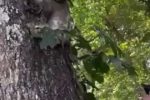 (SOUND)어미와 재회한 아기 나무늘보
