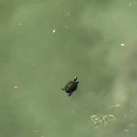 평화롭게 수영하다 겁 먹은 거북이