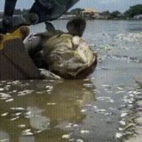 미국 해변가에서 발견된 물고기 사체