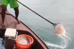 해파리 잡는 배