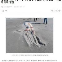 ''몸통만 4m'' 대왕오징어 발견