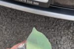 나뭇잎으로 위장한 자동차 번호판 가리개