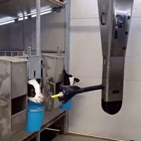 송아지 우유먹이는 기계