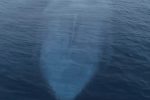 엄청나게 큰 흰수염대왕고래 크기