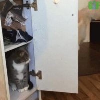 고양이놈 어디 숨었느냐!!