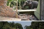 불법 건축물 철거하는 코끼리