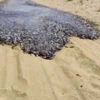 사막에서 물고기들의 이상현상