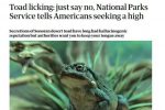 미국 약쟁이들한테 인기라는 미국 독두꺼비