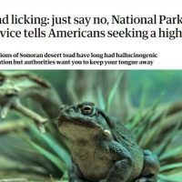 미국 약쟁이들한테 인기라는 미국 독두꺼비