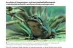 미국에서 인기폭발이라는 독두꺼비
