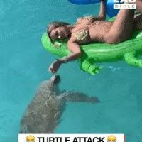 바다거북의 무서움