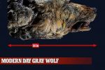 4만년 전 늑대와 현재 늑대 크기 비교
