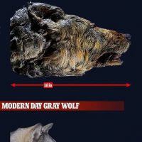 4만년 전 늑대와 현재 늑대 크기 비교