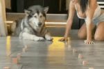 개 vs 인간 빨리먹기 대결
