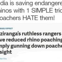 인도에서 코뿔소 개체수를 조절하는 방법