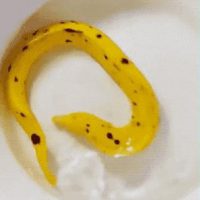 수경 재배 바나나
