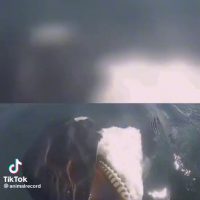 (SOUND)사람에게 구조 요청하는 새끼 범고래