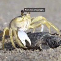 바다로 나아가다 잡힌 아기 거북이