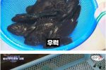 수산시장에서 사면 안 되는 생선들