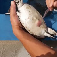 목욕하는 바다거북