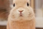 [약후] 토끼가 생태계 교란종인 이유