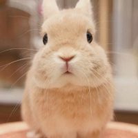 [약후] 토끼가 생태계 교란종인 이유