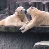 (SOUND)키스하는 백곰 커플