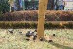 국내최초 비둘기 가두리 양식장 소개