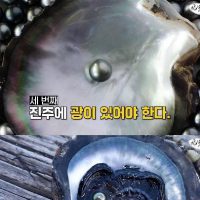 홍합 먹다가 흑진주 발견한 수산물 유튜버