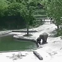 수영장에 빠진 아기 코끼리