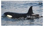 흑범고래 새끼를 입양한 범고래