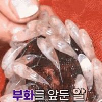 희귀영상) 6시내고향 낙지 탄생.gif