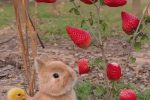 딸기 먹는 토끼