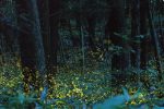 일본 아마추어 작가의 반딧불 사진