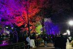 일본의 밤벚꽃과 한국의 밤벚꽃